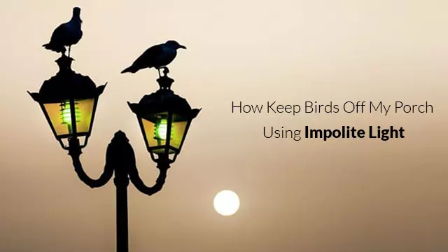 How Keep Birds Off My Porch Using Impolite Light