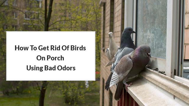 How To Keep Birds Off Porch - Top Effective Techniques