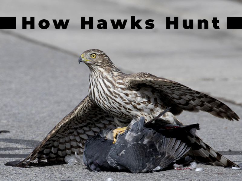 do-hawks-hunt-at-night-betterpetslife