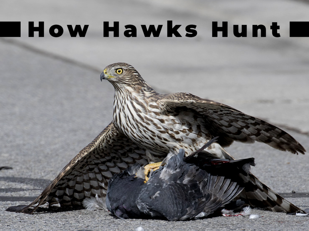 How-hawks-hunt