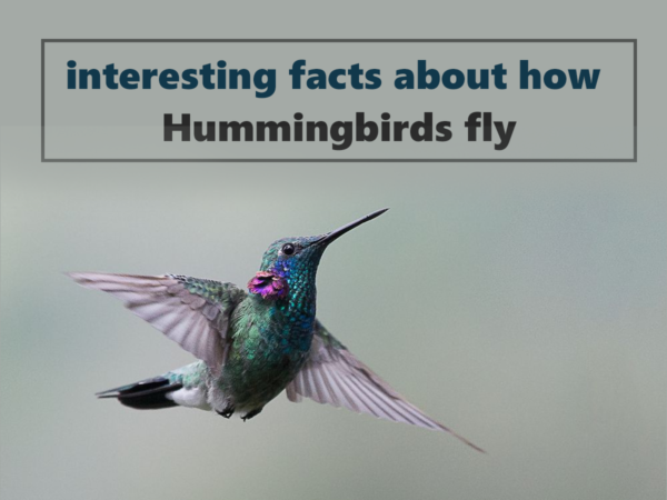 How Fast Do Hummingbirds Fly | Interesting Insights & Facts title