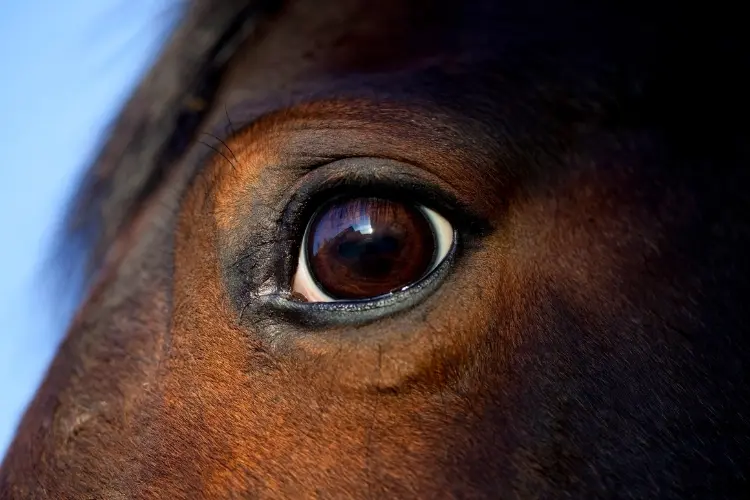 Horses have the biggest eyes