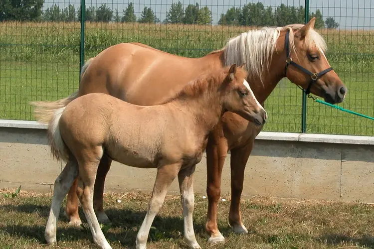 Horse cloning has been successful