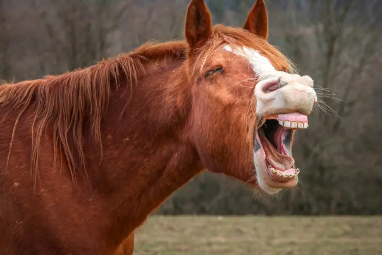 Horses Cannot Vomit