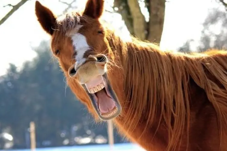 Male horses have More teeth than female horses