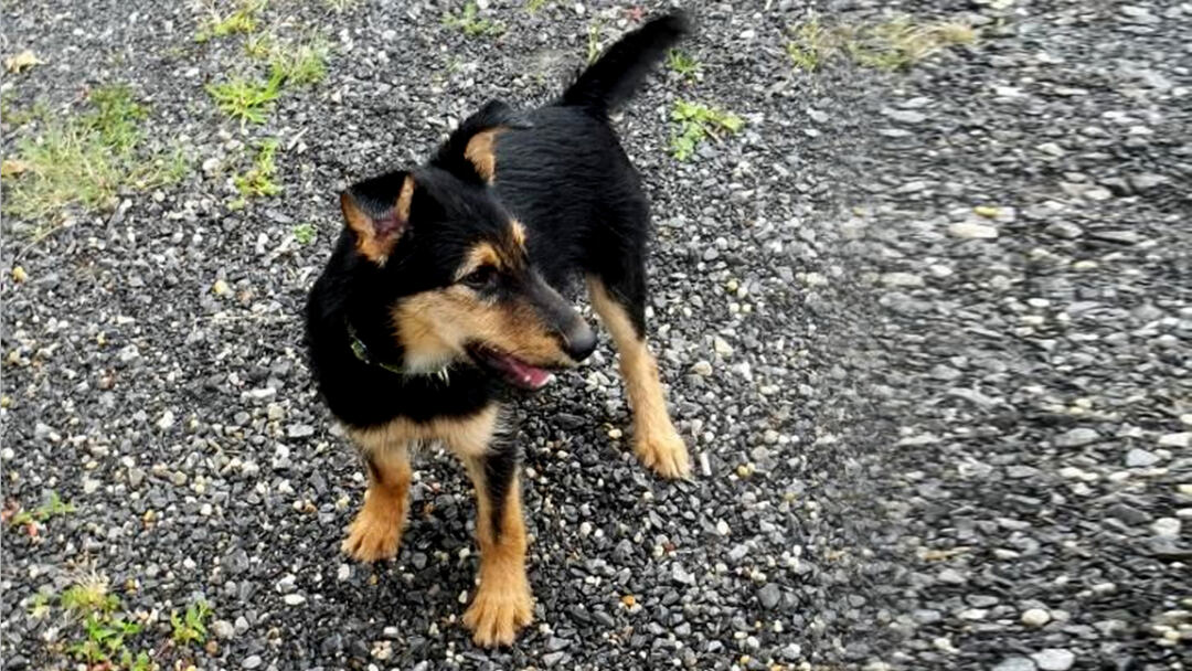 Airedale-Shepherd