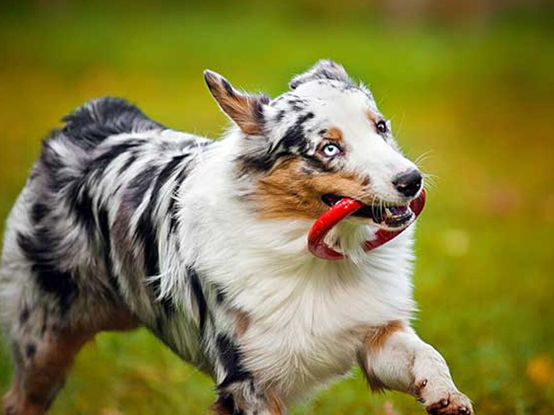 Australian-Shepherd-Exercise