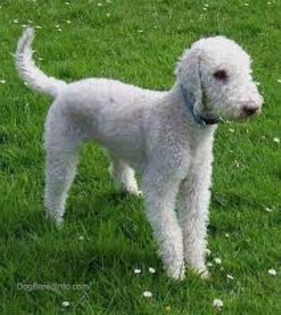 Bedlington Terrier