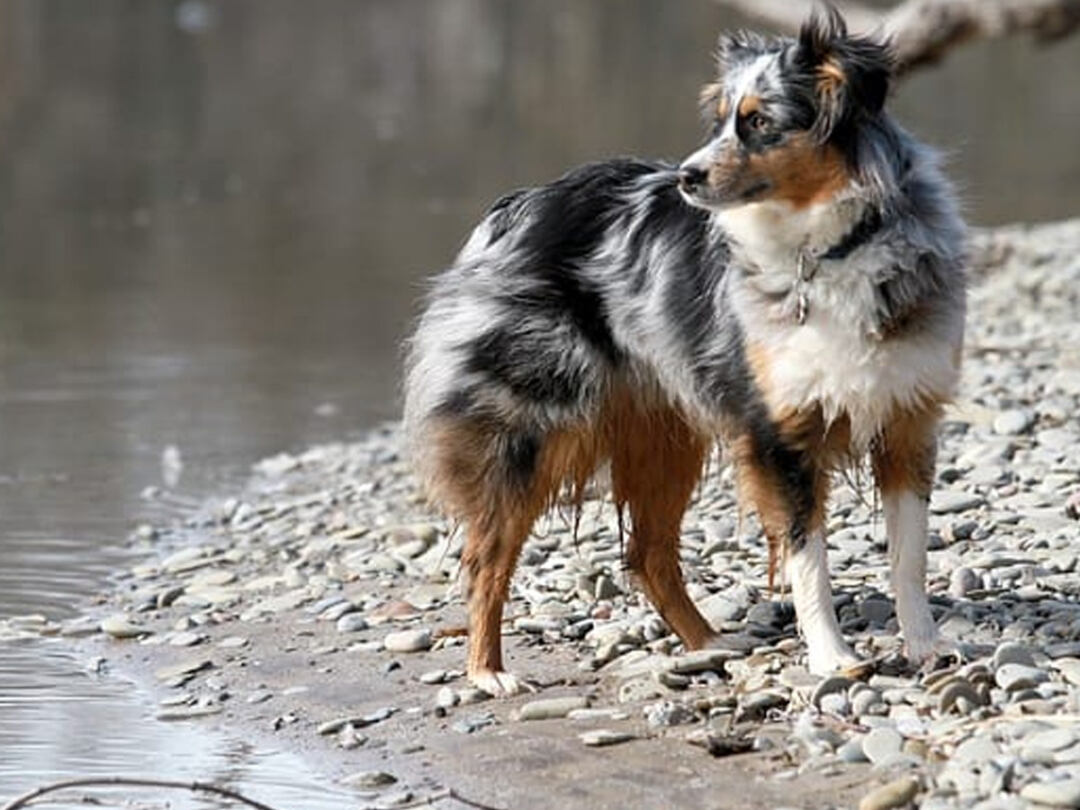 Blue-Merle-Tri-Australian-Shepherd