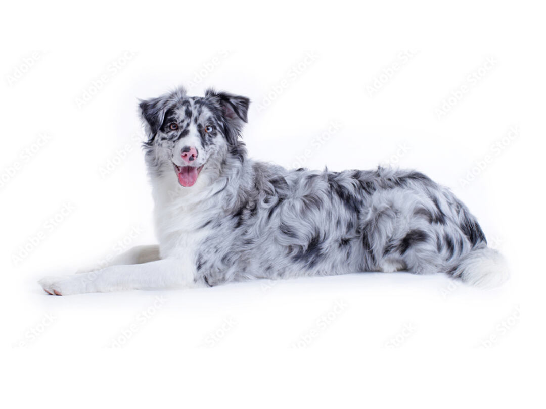 Blue-Merle-&-White-Australian-Shepherd