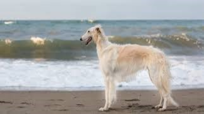 Borzoi