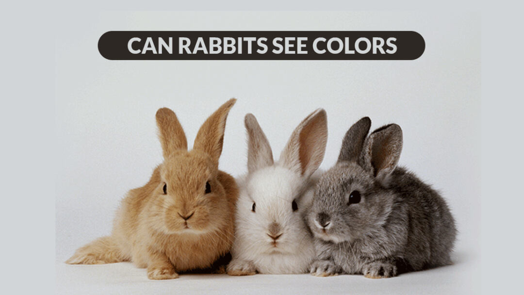 Can-Rabbits-See-Colors