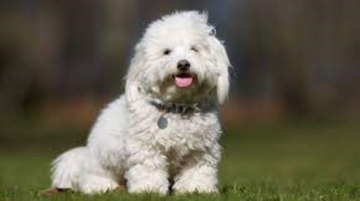 Coton-de-Tulear