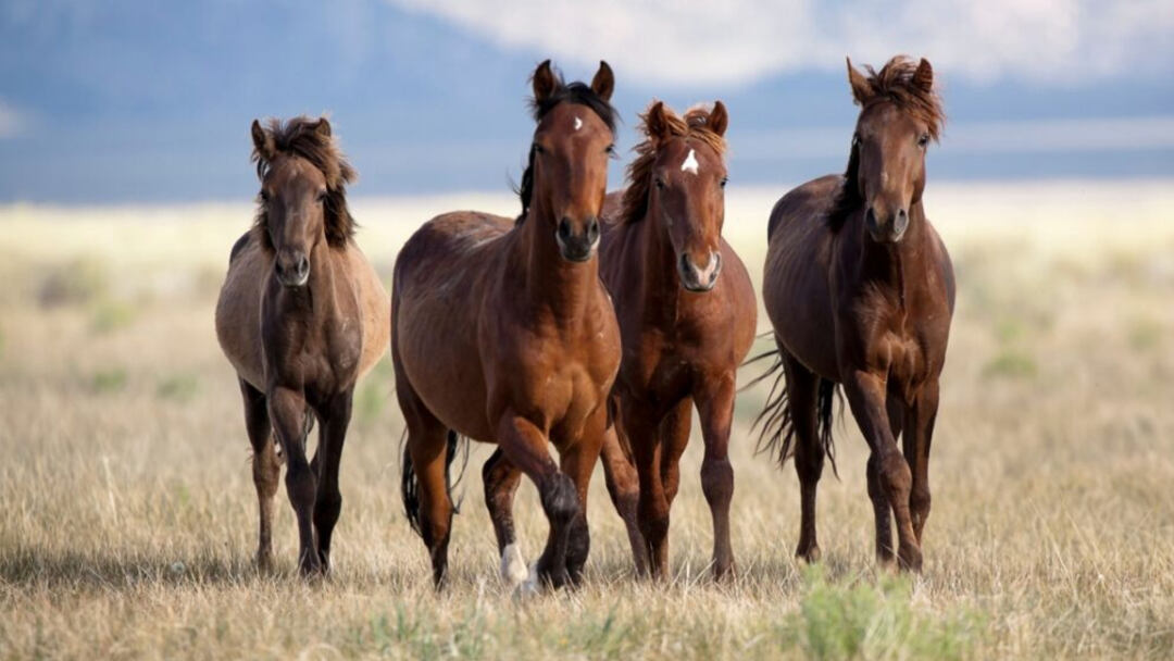 Fun-Facts-About-Horses
