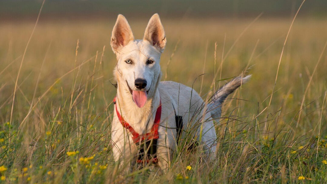 Gerberian-Shepsky