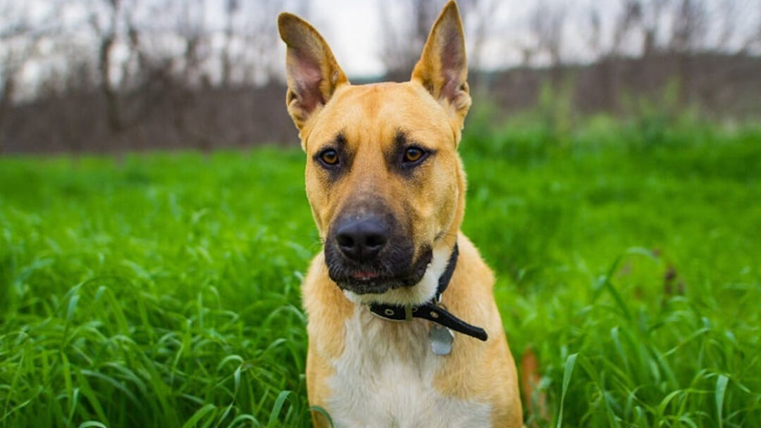 German-Sheppit-Pit-bull