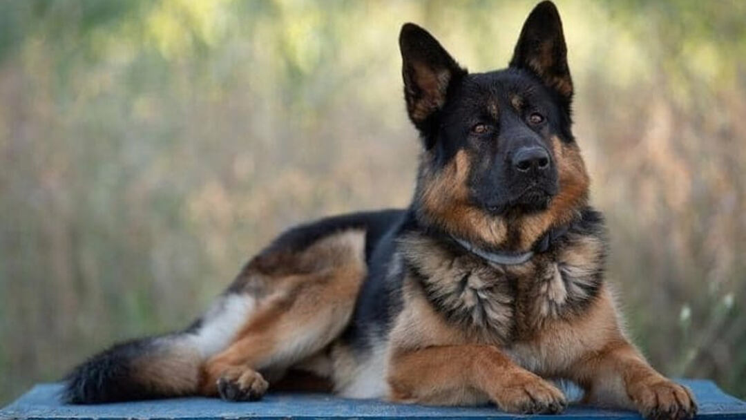 German-Sheppit