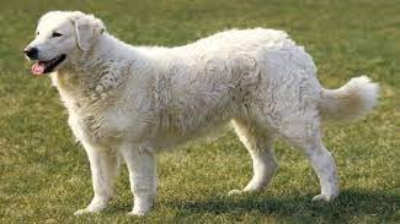 what breed are white fluffy dogs