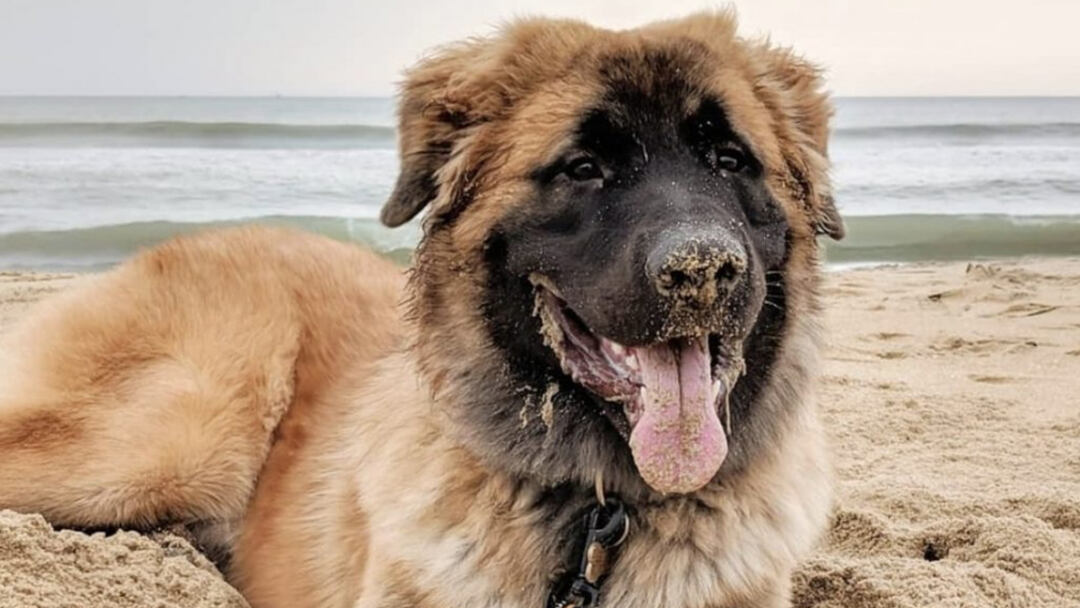 saint bernard german shepherd mix