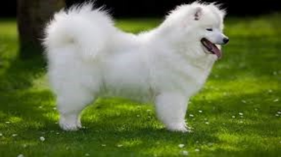 Samoyed