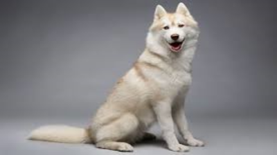 Siberian-Husky