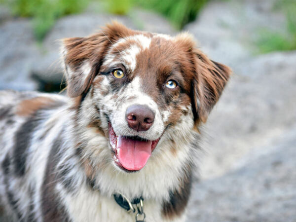 Blue Merle Australian Shepherd- Everything You Need To Know