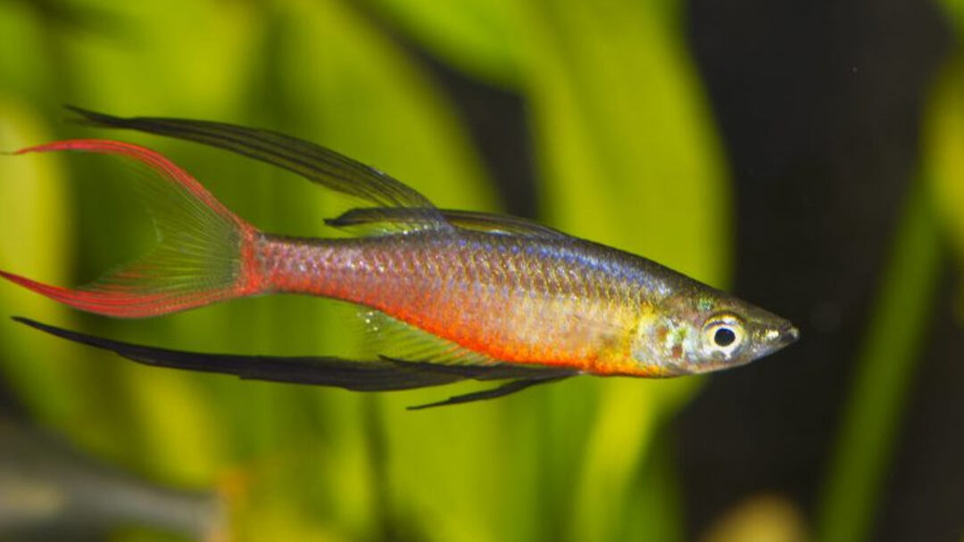 A-Guide-To-Setting-Up-An-Aquarium-For-Neon-Rainbowfish