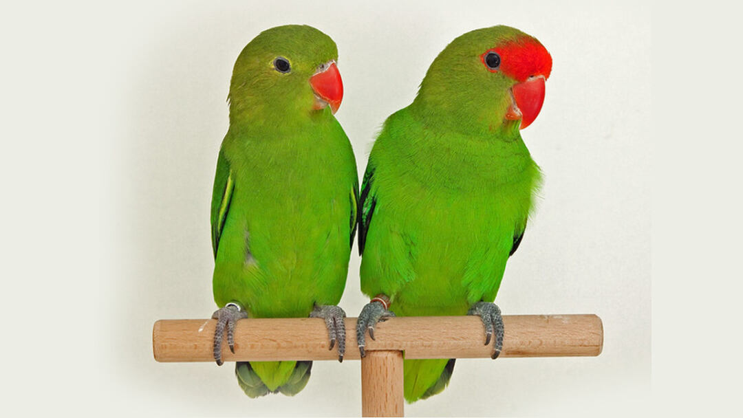 Abyssinian-Lovebird