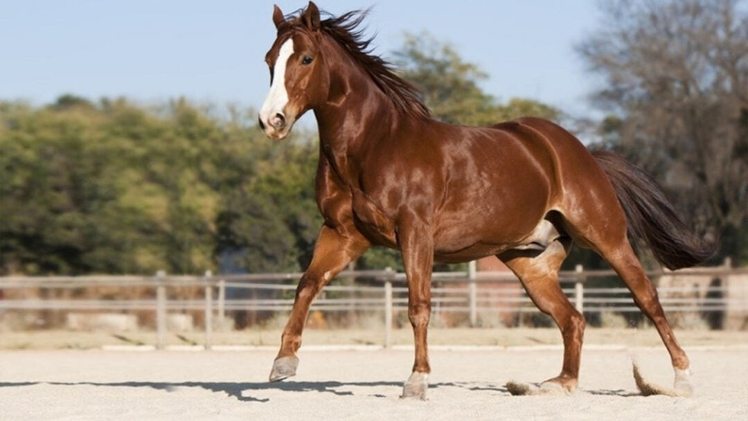 American-Quarter-Horse