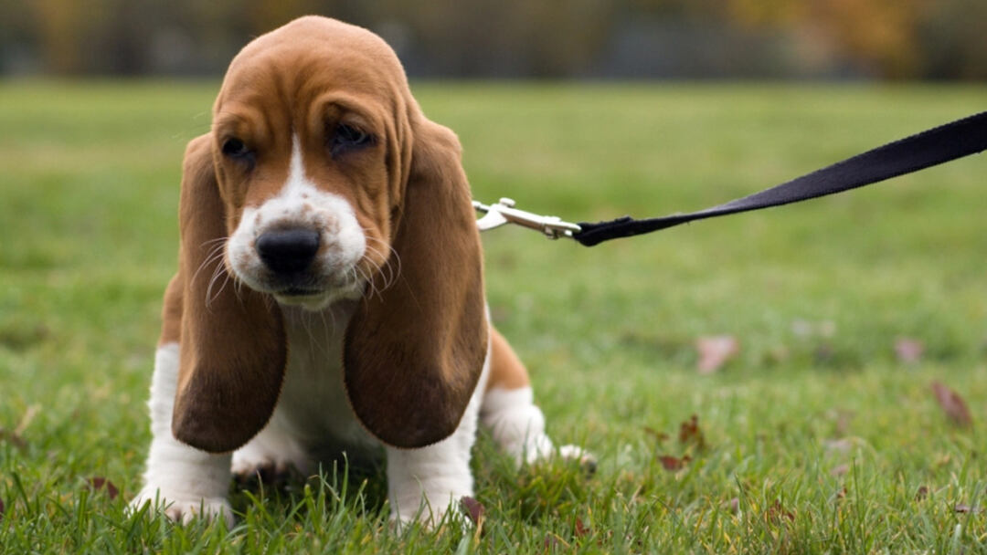 Bassett-Hound