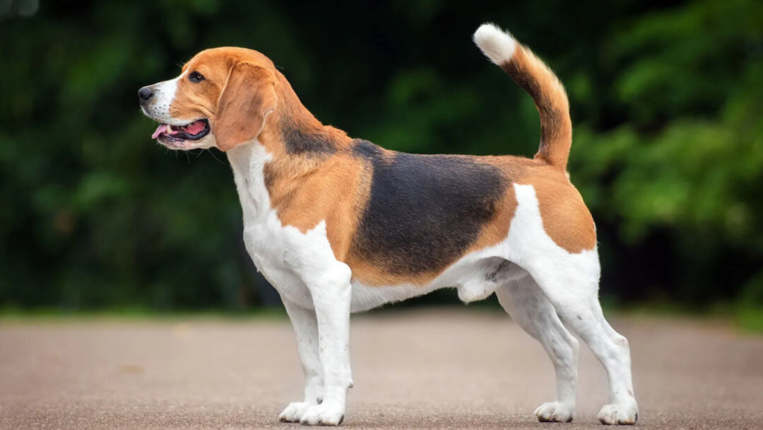 Beagle