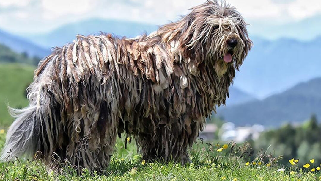 Bergamasco-Sheepdog