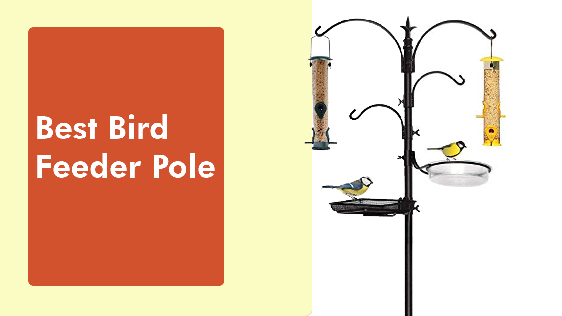Best-Bird-Feeder-Pole