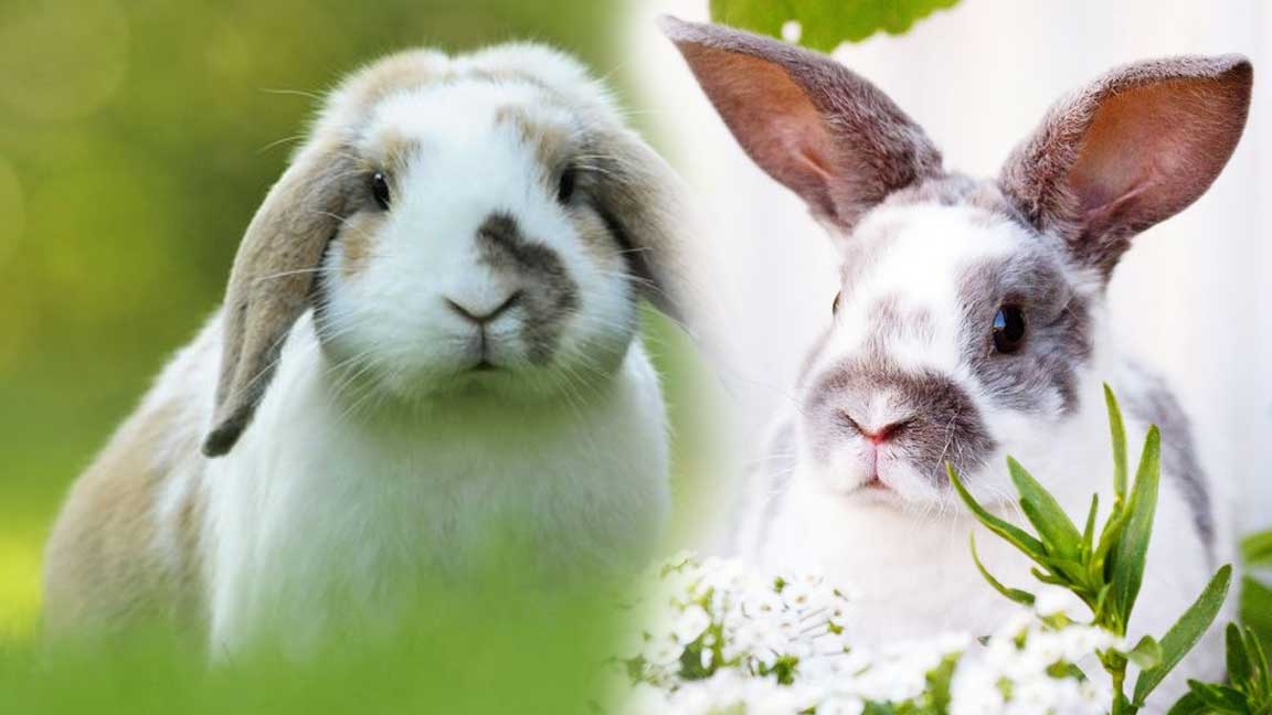 Best-Rabbit-Breeds-for-Pets