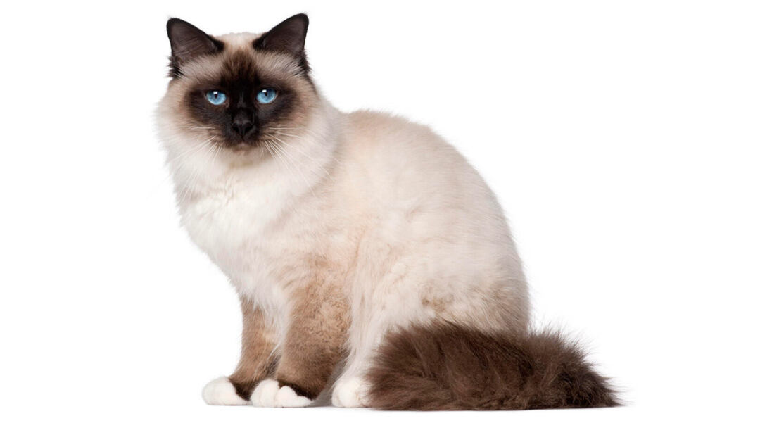 Birman