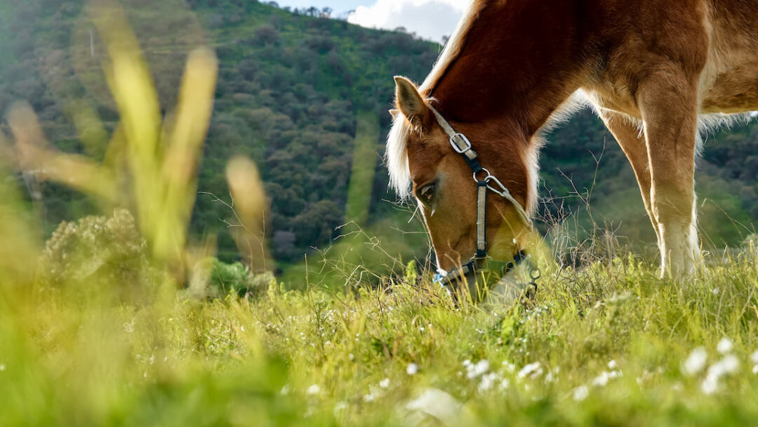 Blue-Grass