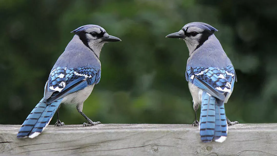 Blue-Jays