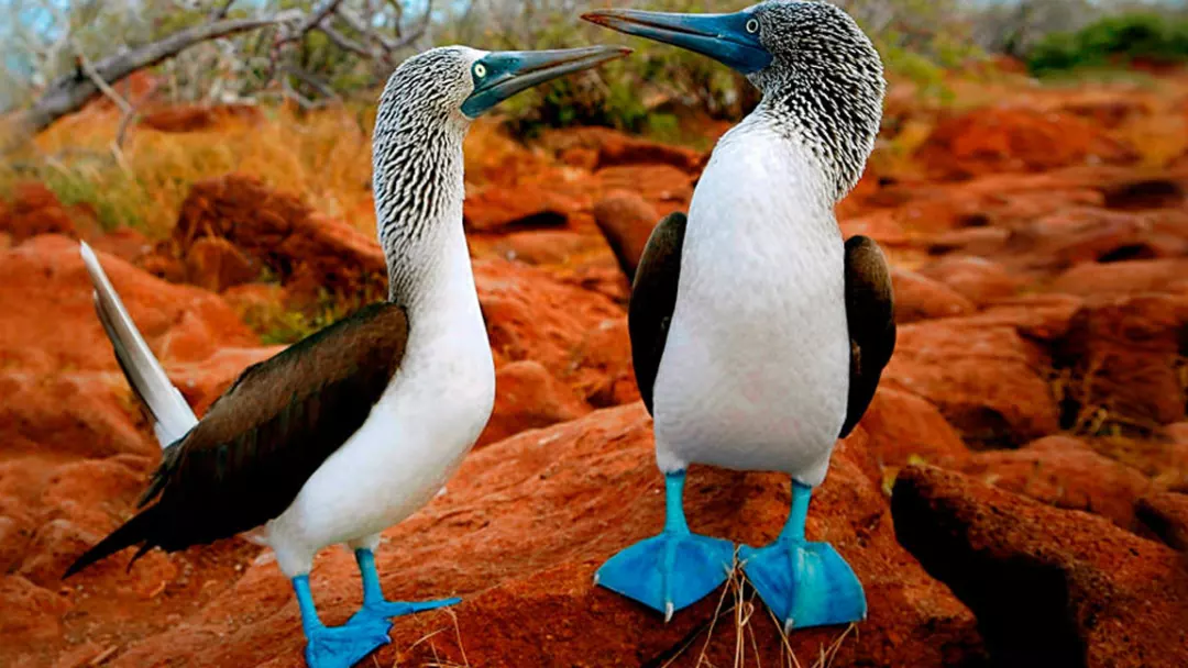 Booby-Blue-Footed
