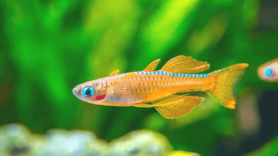 Dwarf rainbow shop fish care