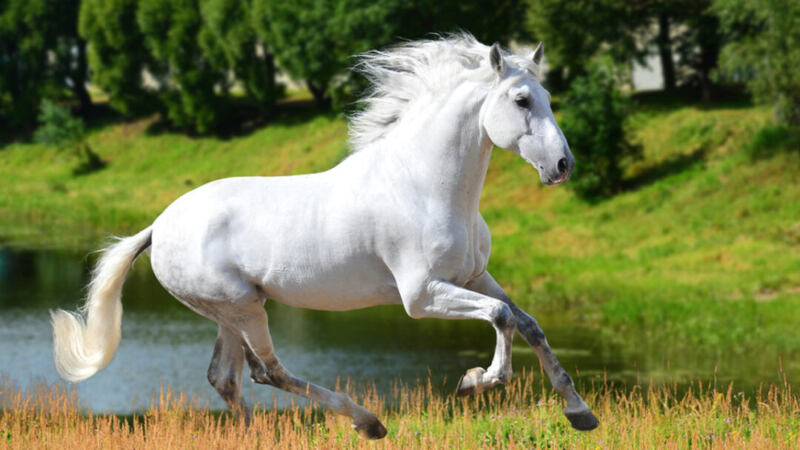 The Most Beautiful White Horse Breeds | A Detailed Guide