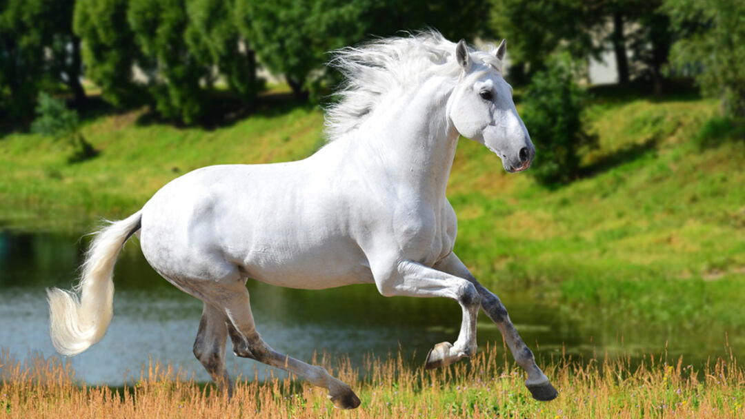Camarillo-White-Horse