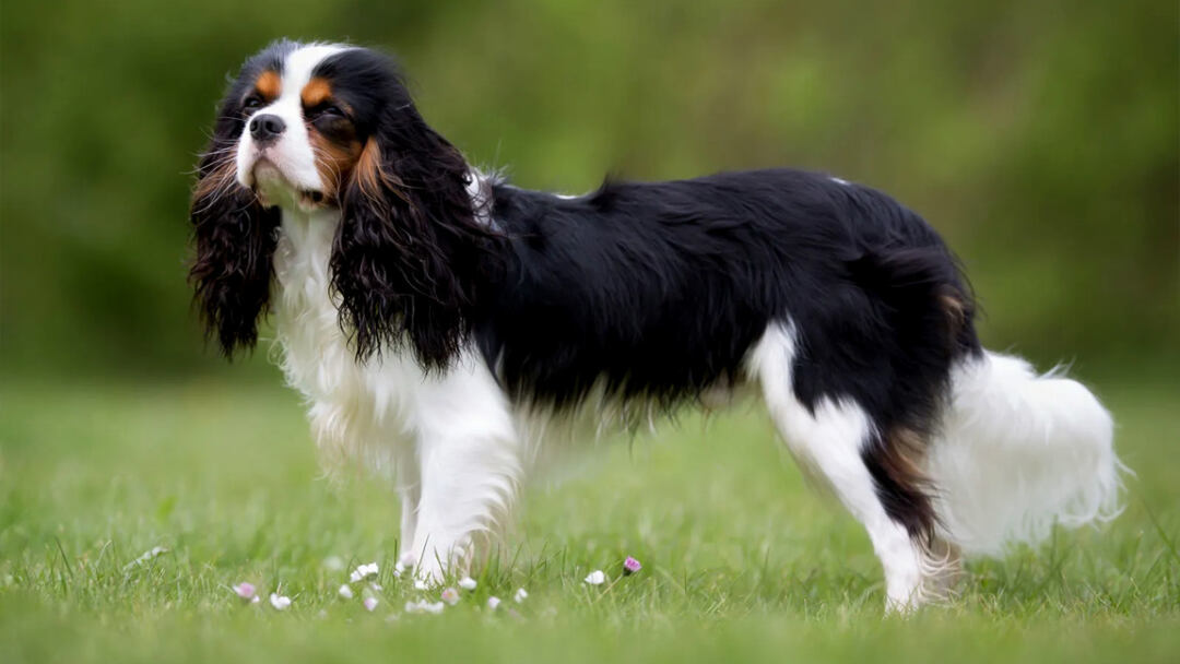 Cavalier-King-Charles-Spaniel