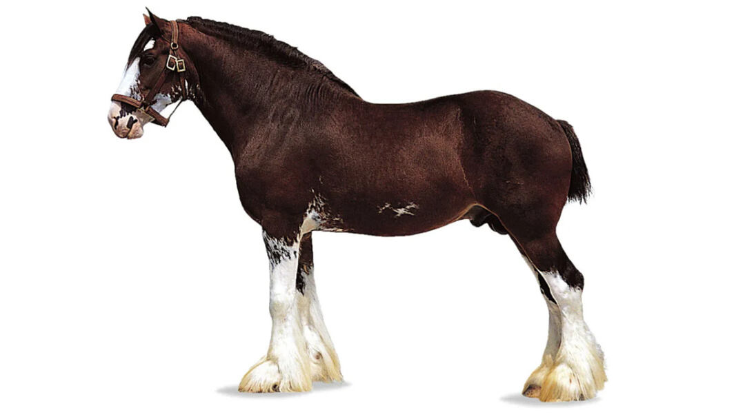 Clydesdale