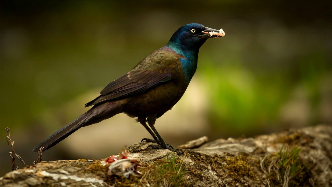 Common-Grackle