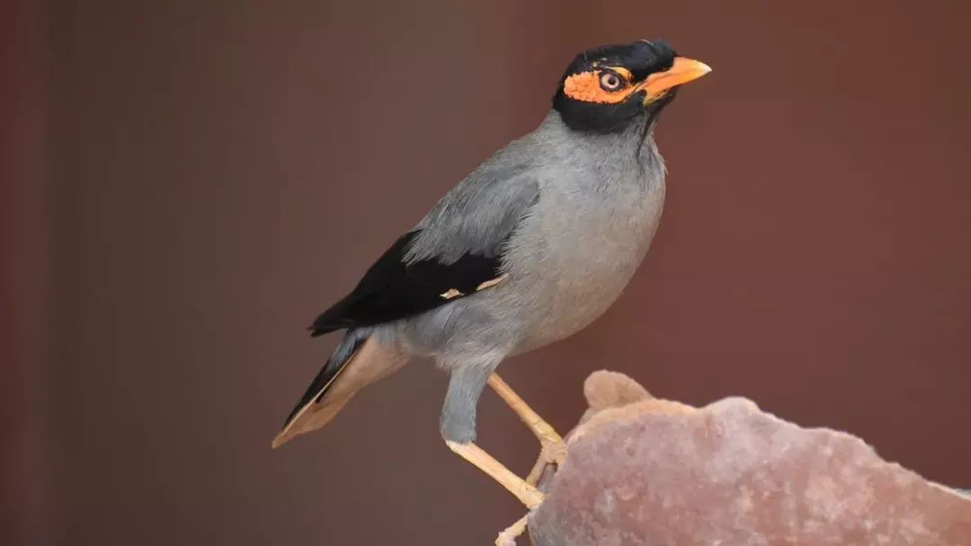 Common-Myna