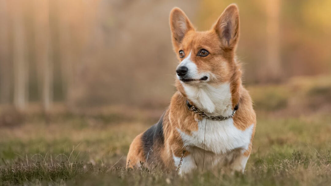 Corgi