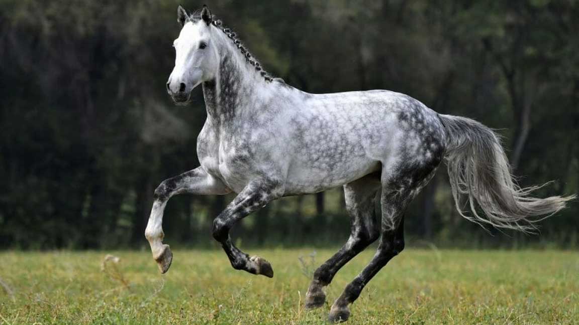 Dapple-Grey-Horse-Facts
