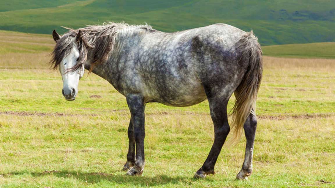 Dappled-horses-aren't-always-dappled