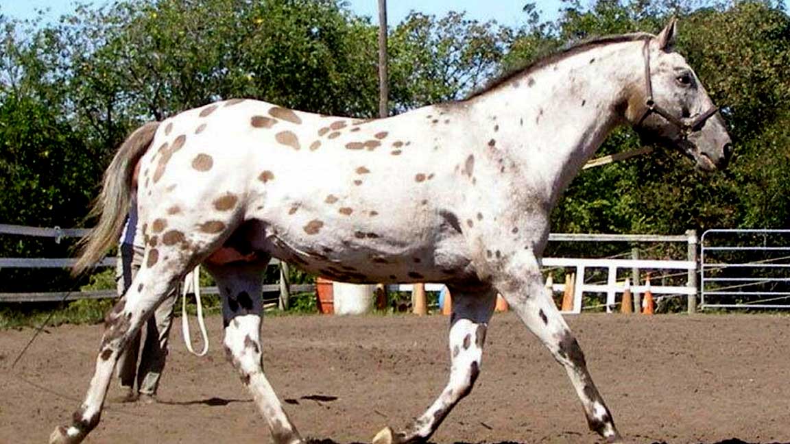 Dappled-skin-horse