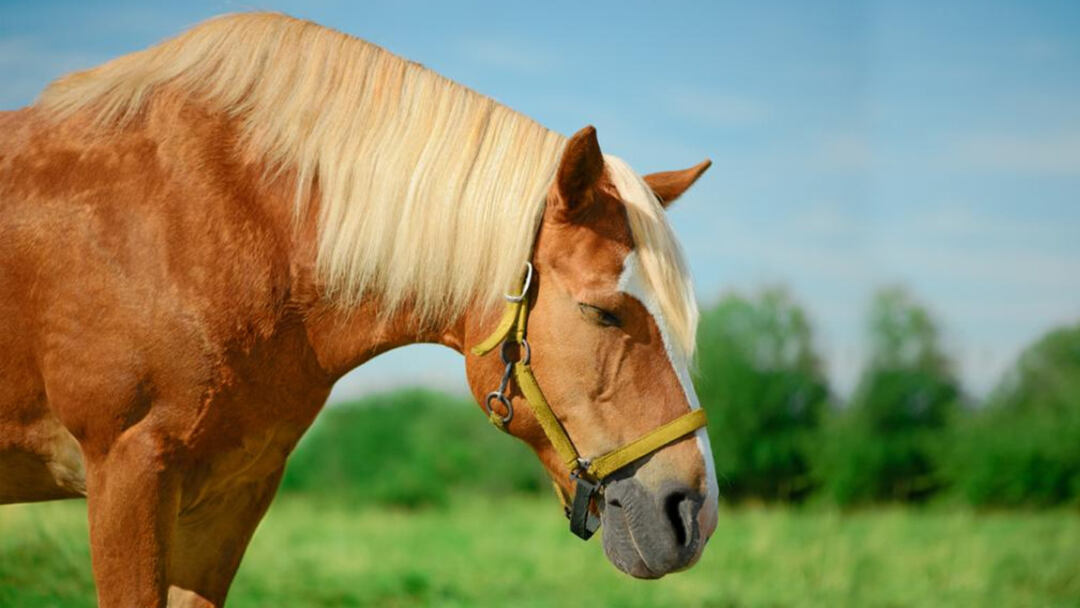 Do-Horses-Sleep-Standing-Up